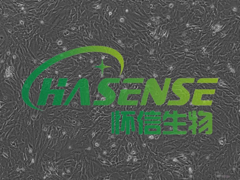 大鼠肺大靜脈平滑肌細(xì)胞