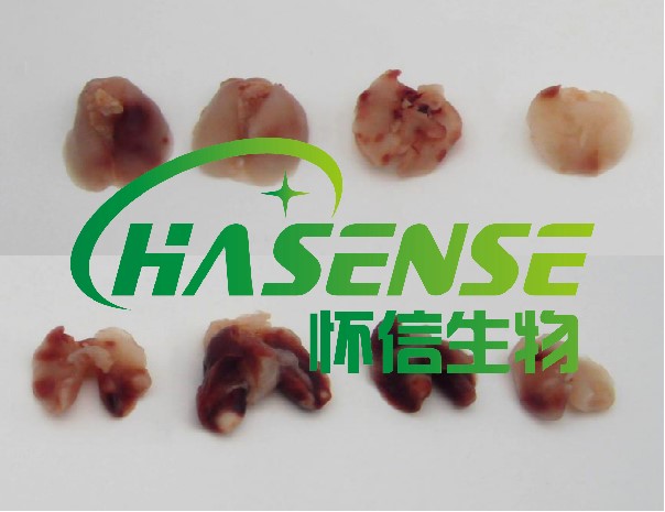 肺轉(zhuǎn)移腫瘤模型