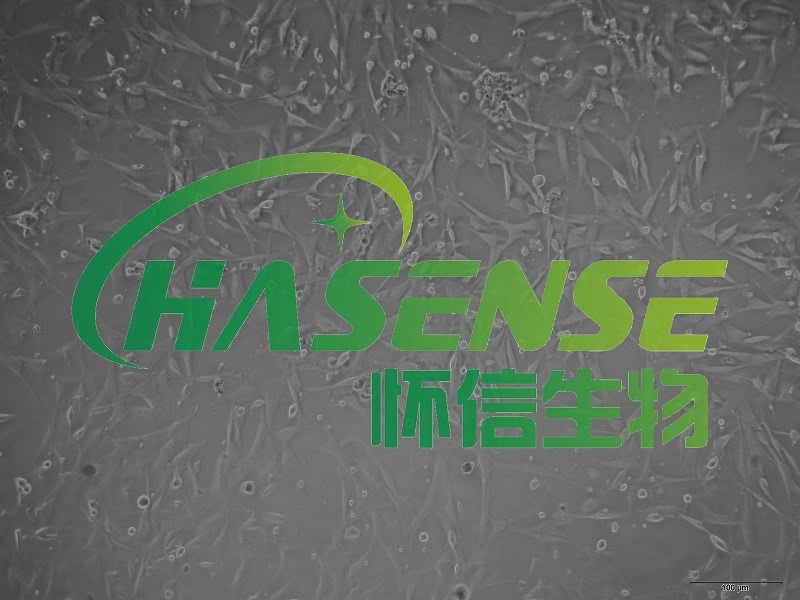 神經(jīng)膠質(zhì)細胞