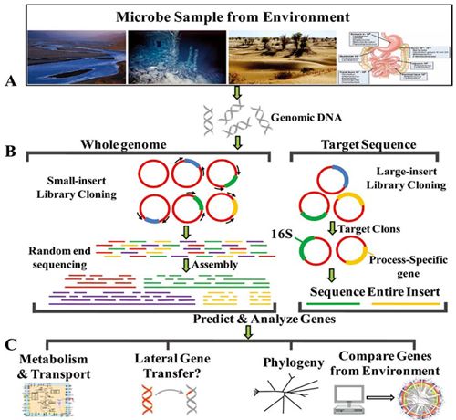 分子生物學服務(wù)
