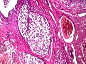 組織染色-免疫學服務(wù)