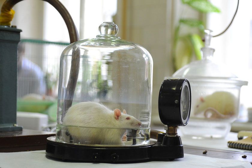 動物模型構(gòu)建服務(wù)